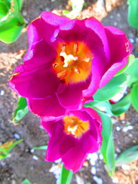 Close-up of flower blooming outdoors