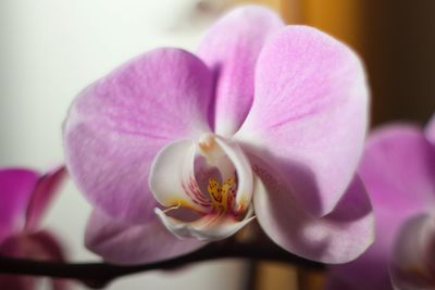 Close-up of pink flower blooming