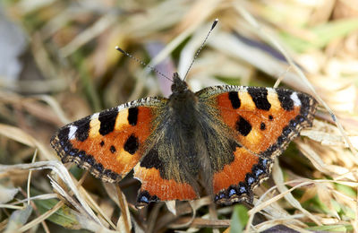 Close-up of butterfly