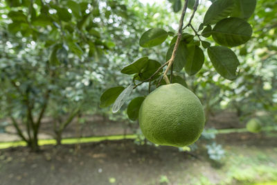 Close-up of fruits growing on tree