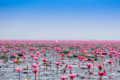 Pink flowering plants against lake against clear sky