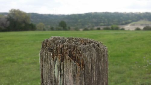 Close-up of tree on field