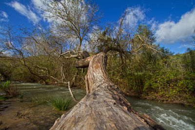 Driftwood on tree trunk in forest against sky