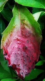 Close-up of wet red leaf