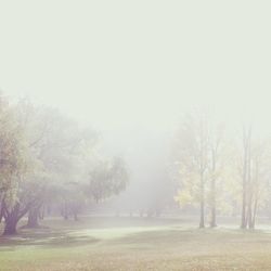 Bare trees on landscape