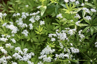 Close-up of white flowering plants