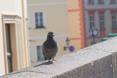 Close-up of pigeon perching on retaining wall