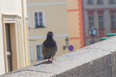 Close-up of pigeon perching on retaining wall. pigeon is walking on charles bridge