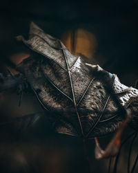 Close-up of dried leaves on plant