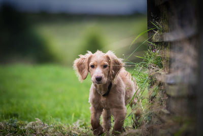 Portrait of dog on grass