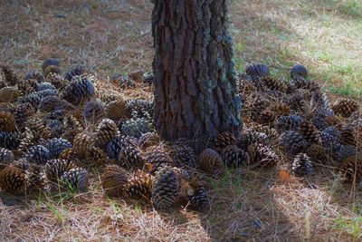 View of pine tree in forest