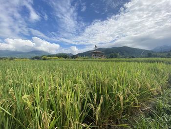 Scenic view of agricultural field against sky