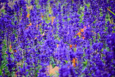 Close-up of purple flowering plants on field