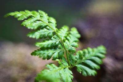 Close-up of fresh green leaves