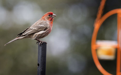 Close-up of bird perching on pole