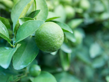 Close-up of fruits on tree