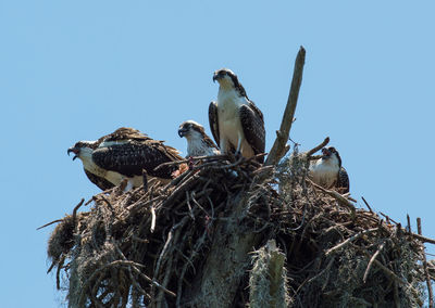 Low angle view of ospreys on nest against clear sky