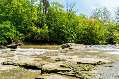 Plants growing by river in forest