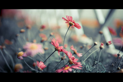 Close-up of pink flowers blooming outdoors