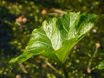 Close-up of raindrops on leaves