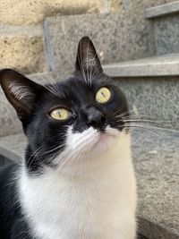 Close-up portrait of black cat