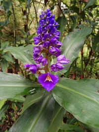 Close-up of purple flowers