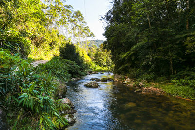 Stream flowing through forest