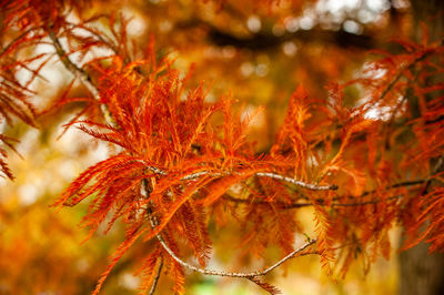 Close-up of autumnal leaves on tree during autumn