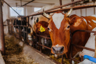 Portrait of a cow