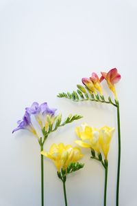 Close-up of pink tulip flowers against white background