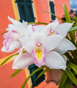 Close-up of pink flower blooming outdoors