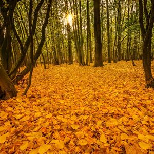 Trees in forest