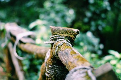 Close-up of rope on wood