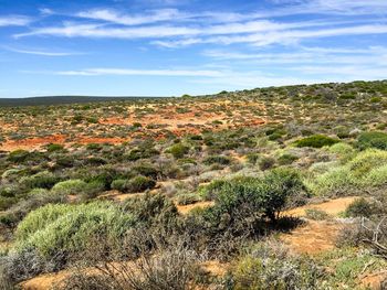 View of bush land against blue sky on sunny day