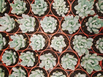 Full frame shot of cactus plants