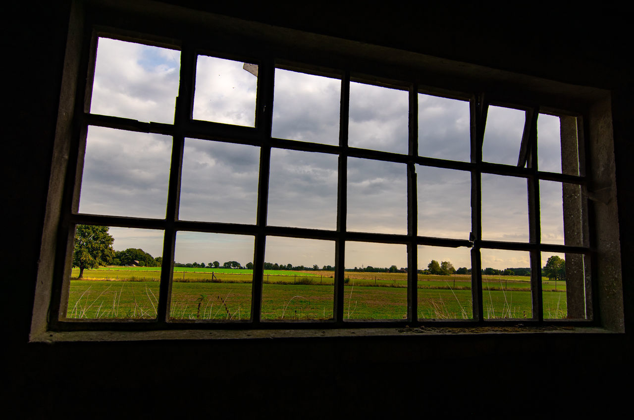 TREES ON FIELD SEEN THROUGH WINDOW