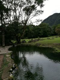 Scenic view of river amidst trees in forest