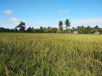 Scenic view of agricultural field against sky