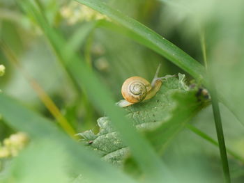 Close-up of snail on leaf