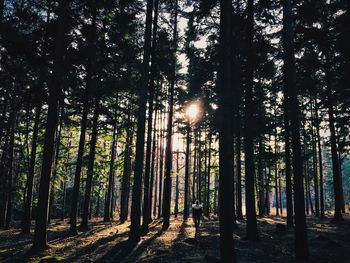 Trees in forest against sky