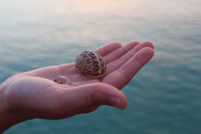 Close-up of hand holding shell over sea