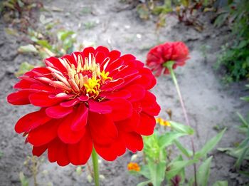 Close-up of red flowers