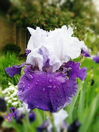 Close-up of water drops on flower