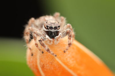 Close-up of spider