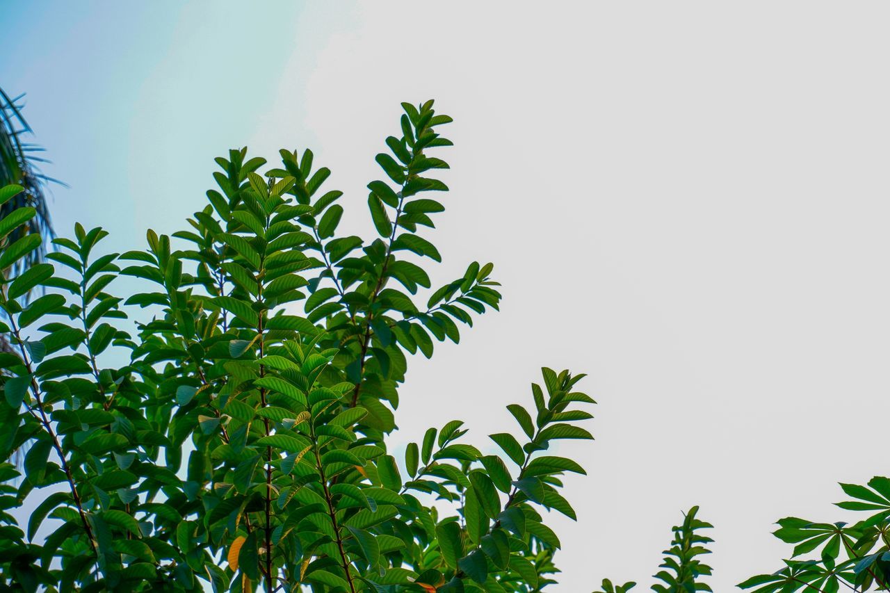 plant, leaf, plant part, green, nature, tree, growth, branch, sky, grass, no people, beauty in nature, outdoors, food and drink, flower, low angle view, jungle, food, day, environment, herb, vegetation