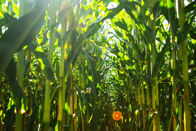 Close-up of fresh green plants on field