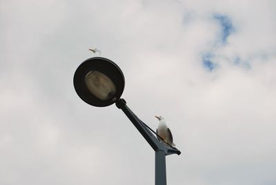 Low angle view of seagulls perching on street light against cloudy sky