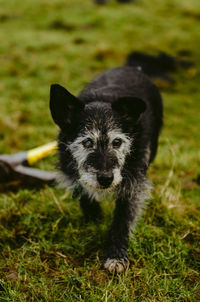 Portrait of dog on field