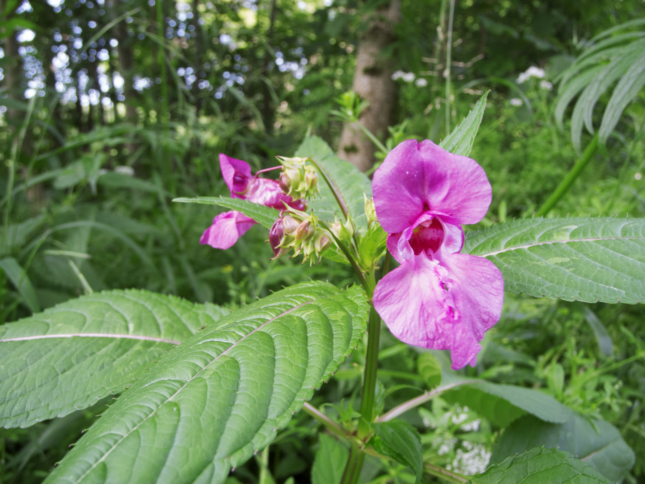 CLOSE-UP OF PURPLE FLOWERING PLANT