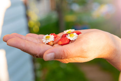 Close-up of hand holding strawberries